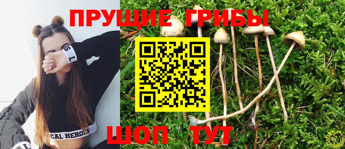 Псилоцибиновые грибы Cubensis Петрозаводск